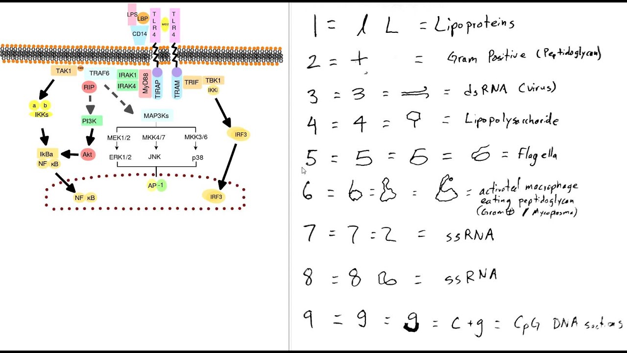 Toll Like Receptors Mnemonic