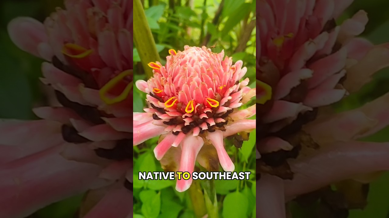 Torch Ginger 🌺 Egzotyczny jadalny kwiat #PlantScience #Botanika #RoślinyTropikalne