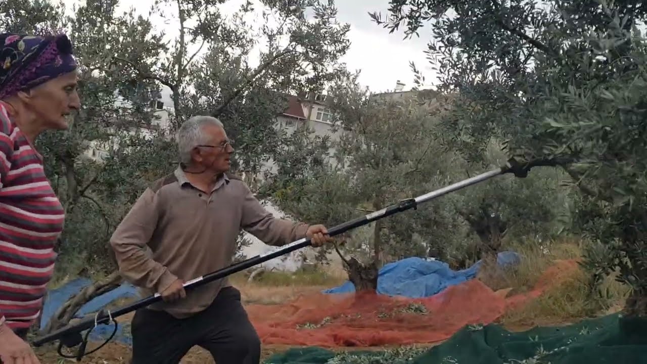 Elia Zeytin hasat makinası #keşfet #farm #olive #zeytinhasat  #gemlik #oliveharvester #büyükkumla