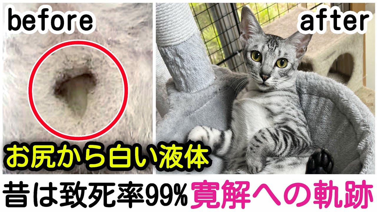 【FIP寛解】突然の体調不調・お尻からの白い液体…猫伝染性腹膜炎から救いたい！