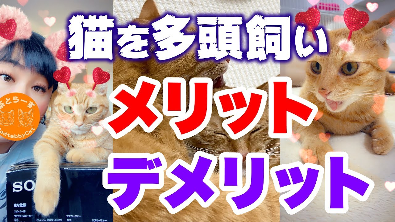 猫の多頭飼いをオススメします！なぜならメリットが3つあるからです！