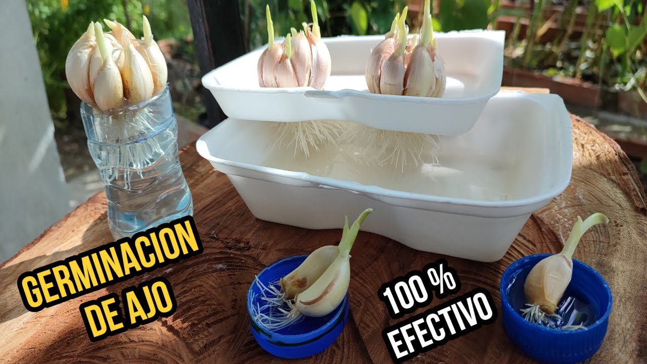 COMO GERMINAR AJO EN CASA TODO EL TIEMPO 100% EFECTIVO MUY FACIL Y RAPIDO