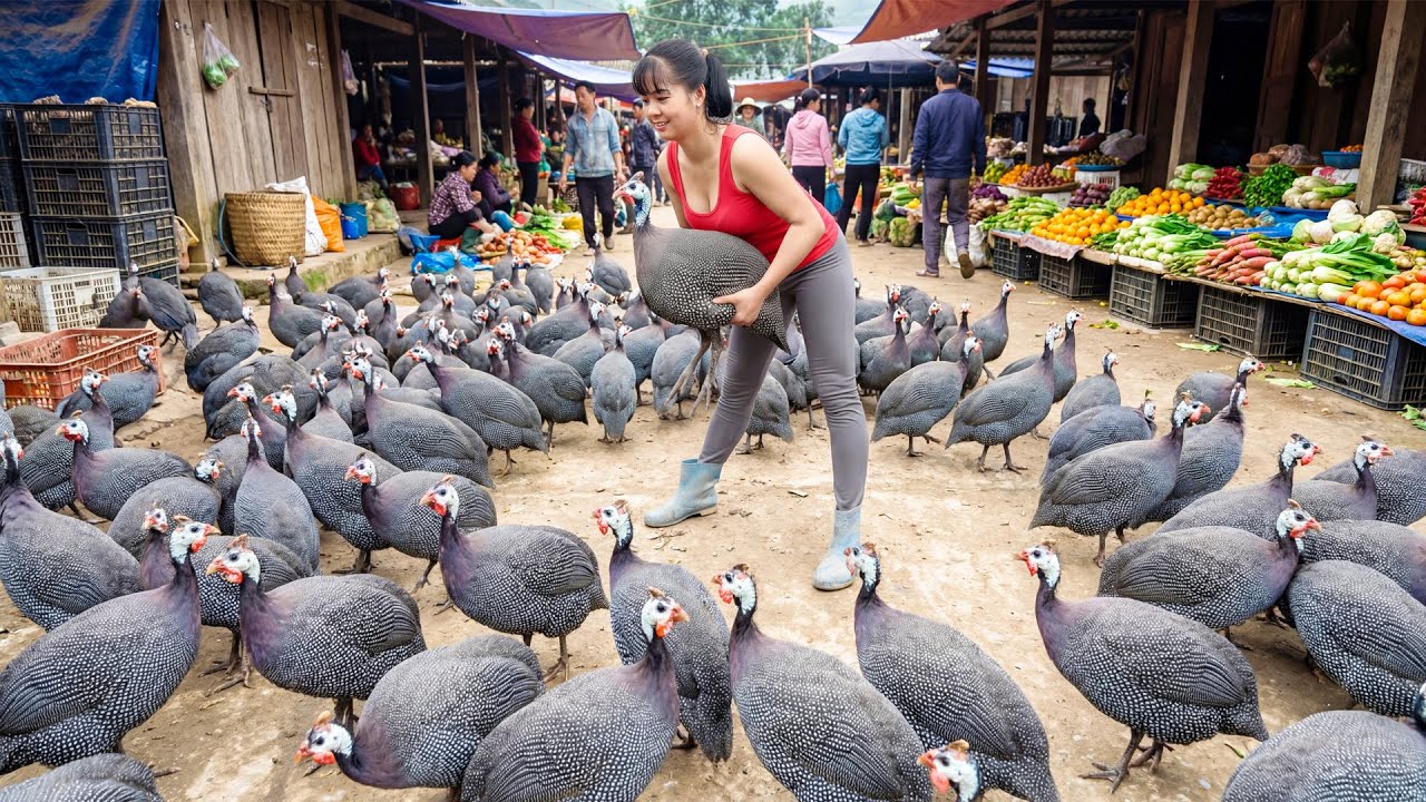 Harvesting 100 Pheasants, Use 3-Wheeled Truck To Transport Goes To Market Sell