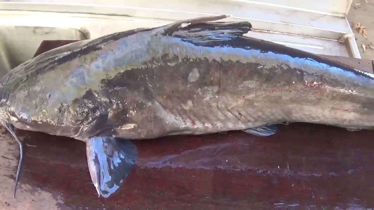 How I Cook Catfish Stew.