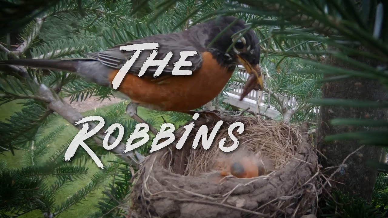 The Robin's Nest