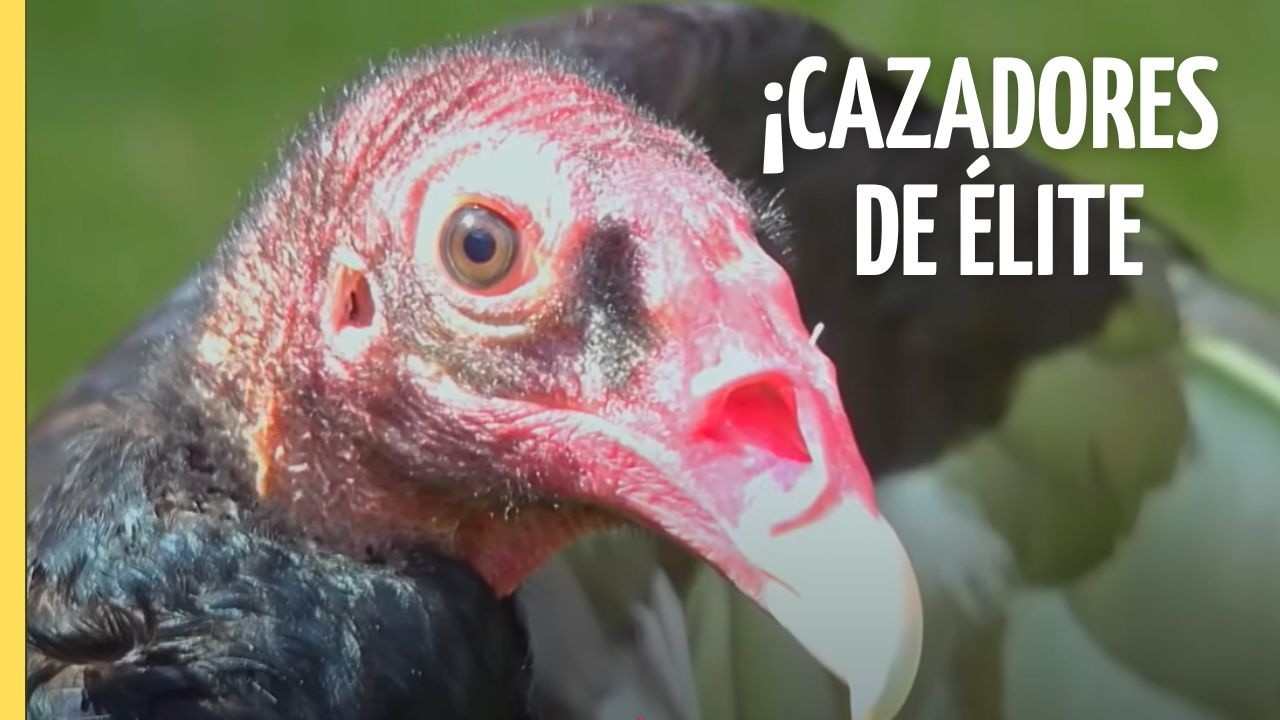 Fuerzas Especiales del Reino Animal 🦅 | Super Sentidos y Supervivencia | Episodio Completo