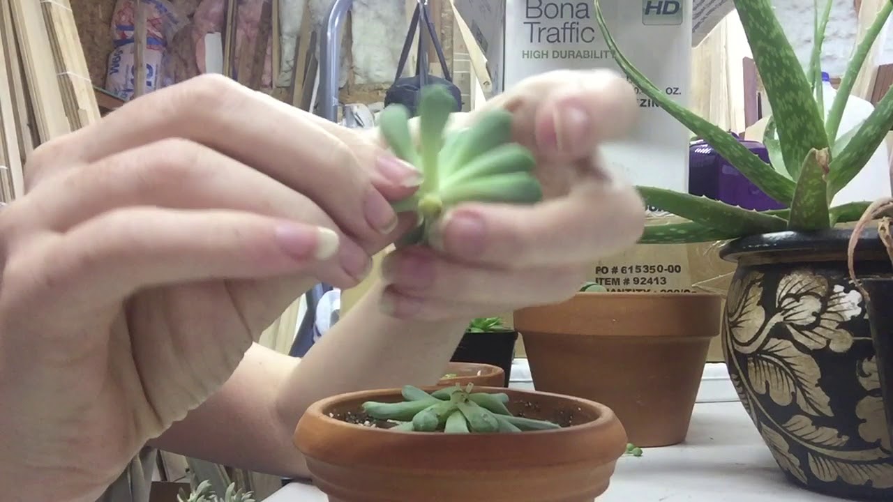 Pruning Etiolated Succulents / Leaf And Stem Propogation