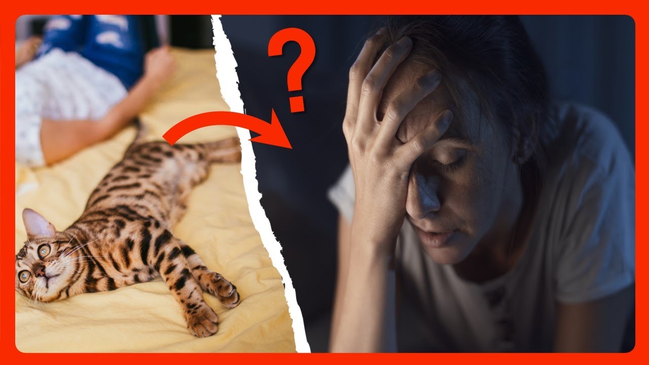 Dormir avec votre chat : bon ou mauvais pour vous ?