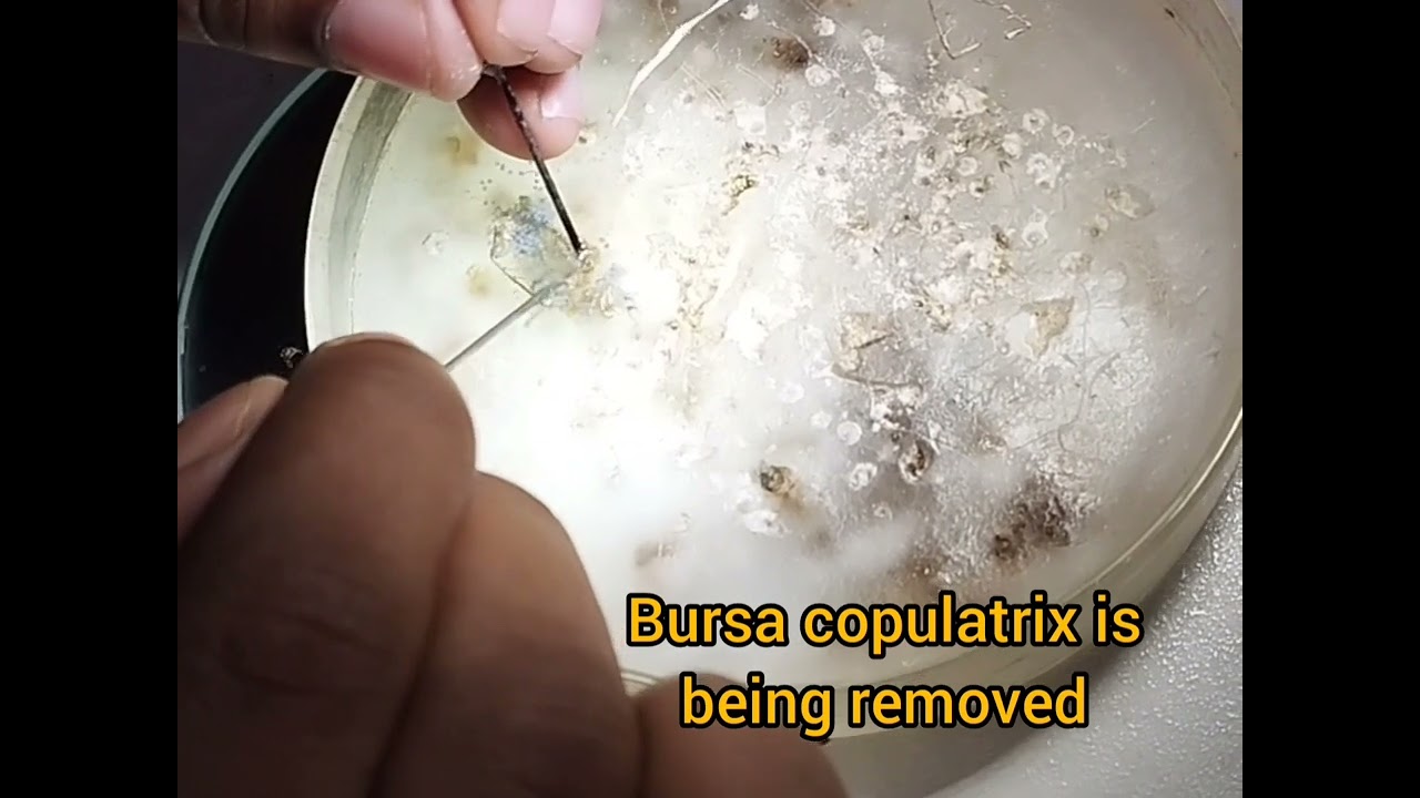 Dissection for spermatophore in female reproductive system of fall armyworm, Spodoptera frugiperda