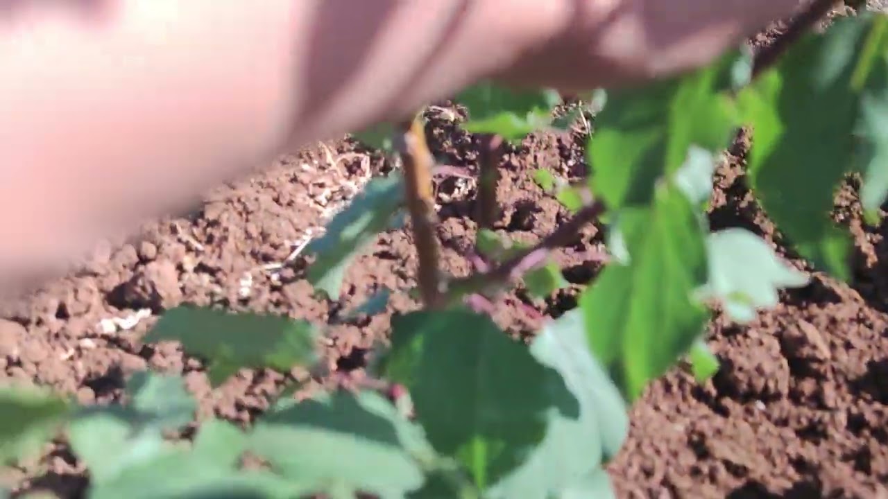 برنامج تسميد لتسريع من نمو شتلات المشمش و البرقوق 🌿🌳🍑 (كانينو  )ولاية البليدة  🇩🇿