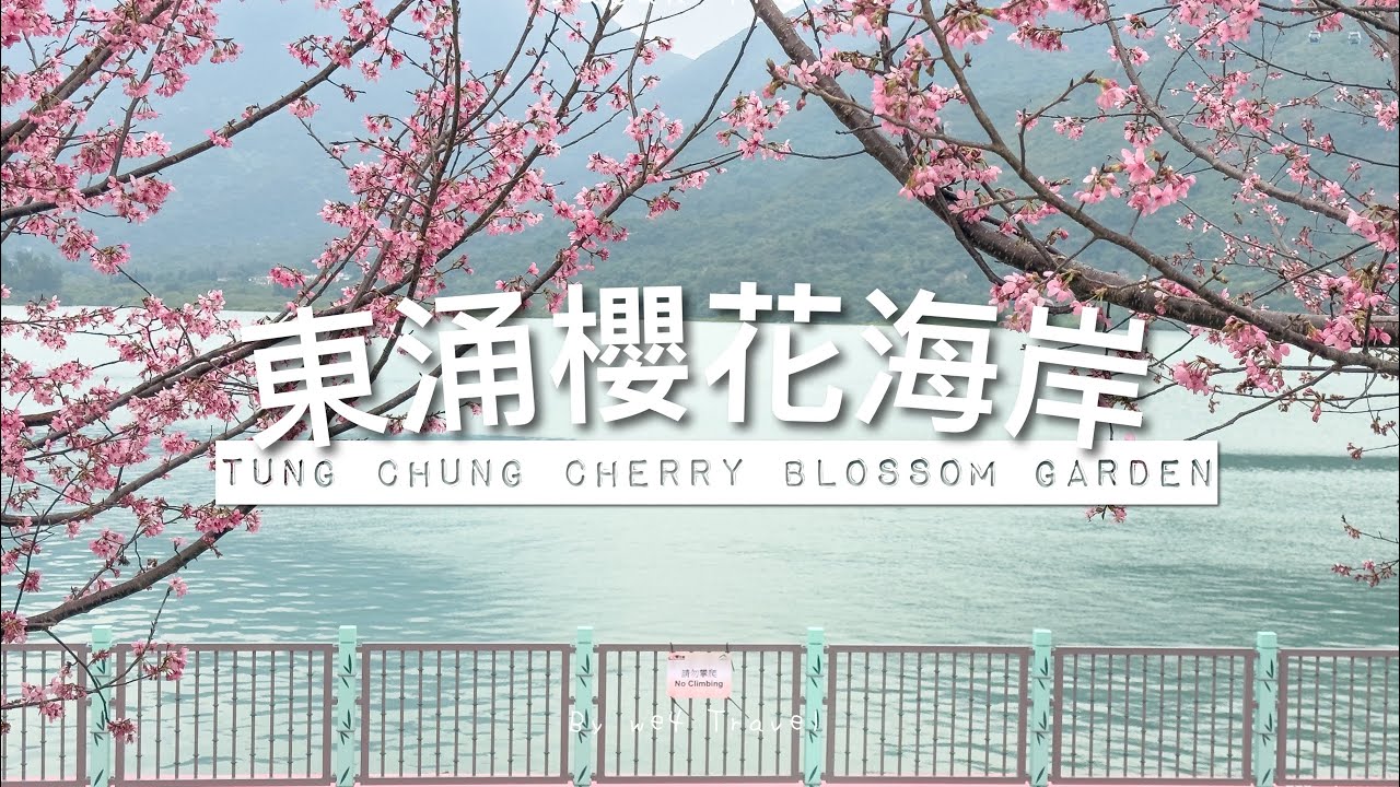 【🇭🇰香港花季】機場櫻花園🌸「東涌櫻花海岸」｜漫遊海景櫻花步道 // Tung Chung Cherry Blossom Garden