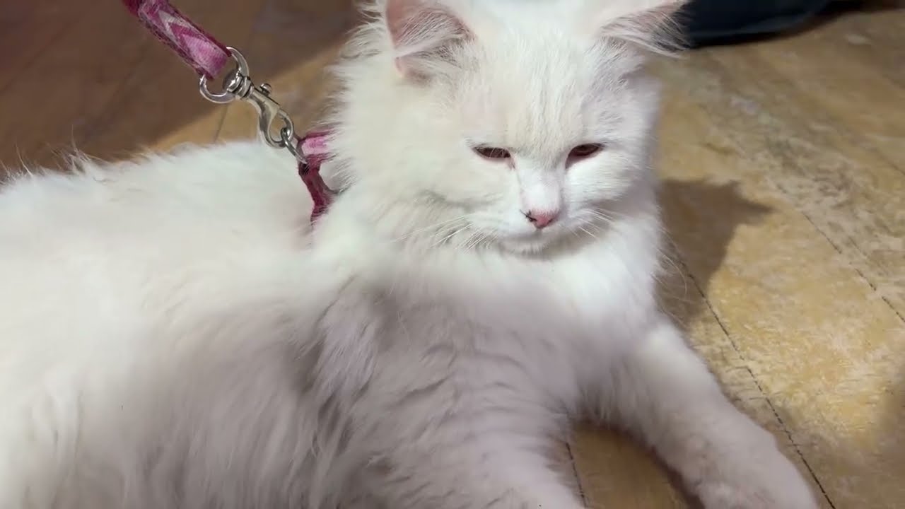 Narapally Pets Shop || Pets shop in reasonable prices in Hyderabad || Xplore with Afsar