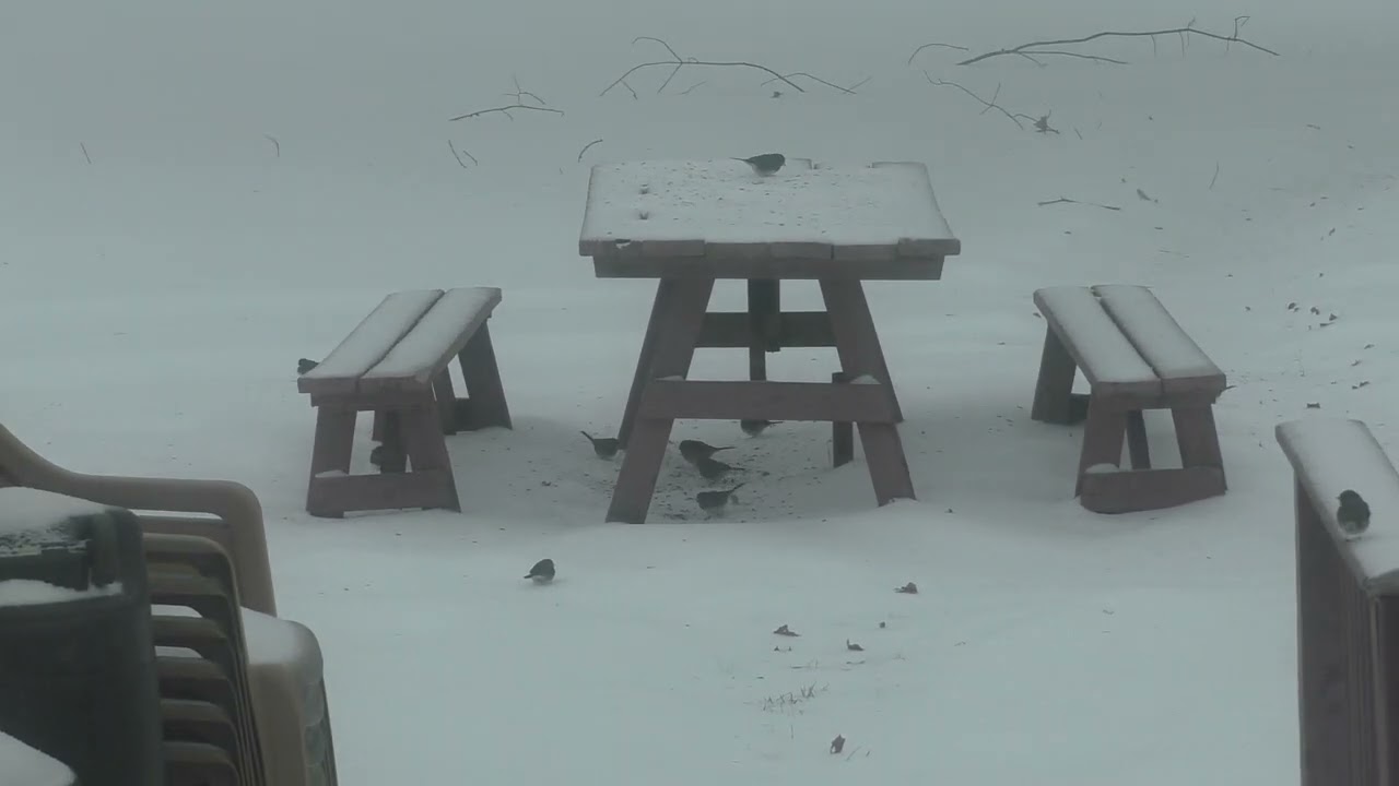 Snow, a cat, some birds and a picnic table, Sunday, January 25, 2026