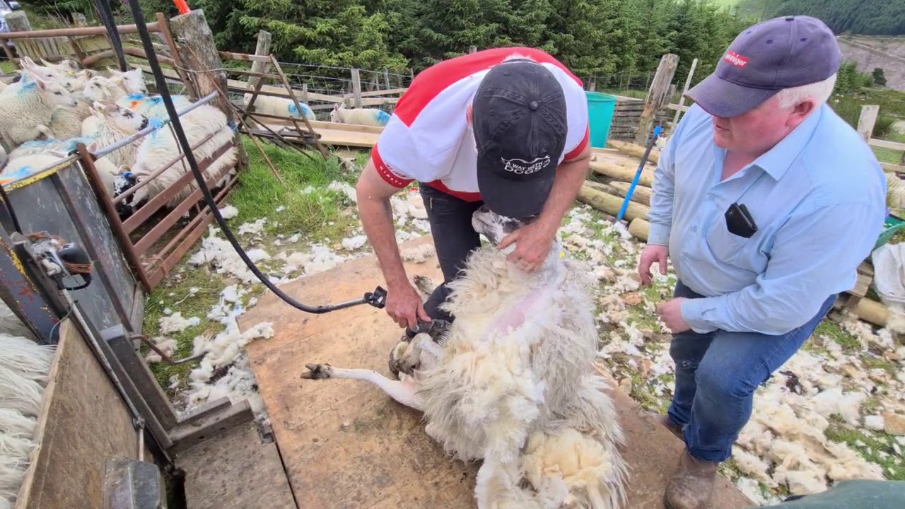 Shearing sheep on the mountain with Tom Dunne