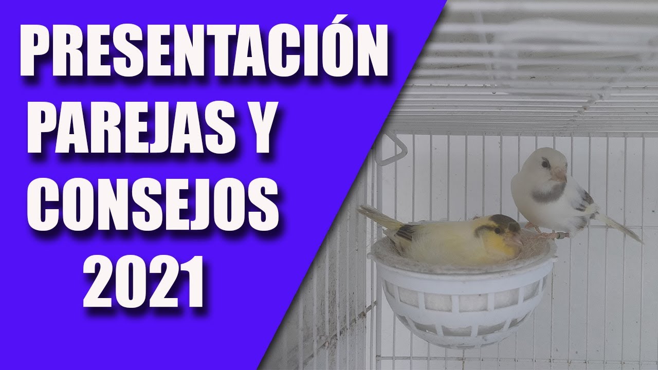 CRÍA CANARIOS (PRESENTACION PAREJAS 2021) CONSEJOS