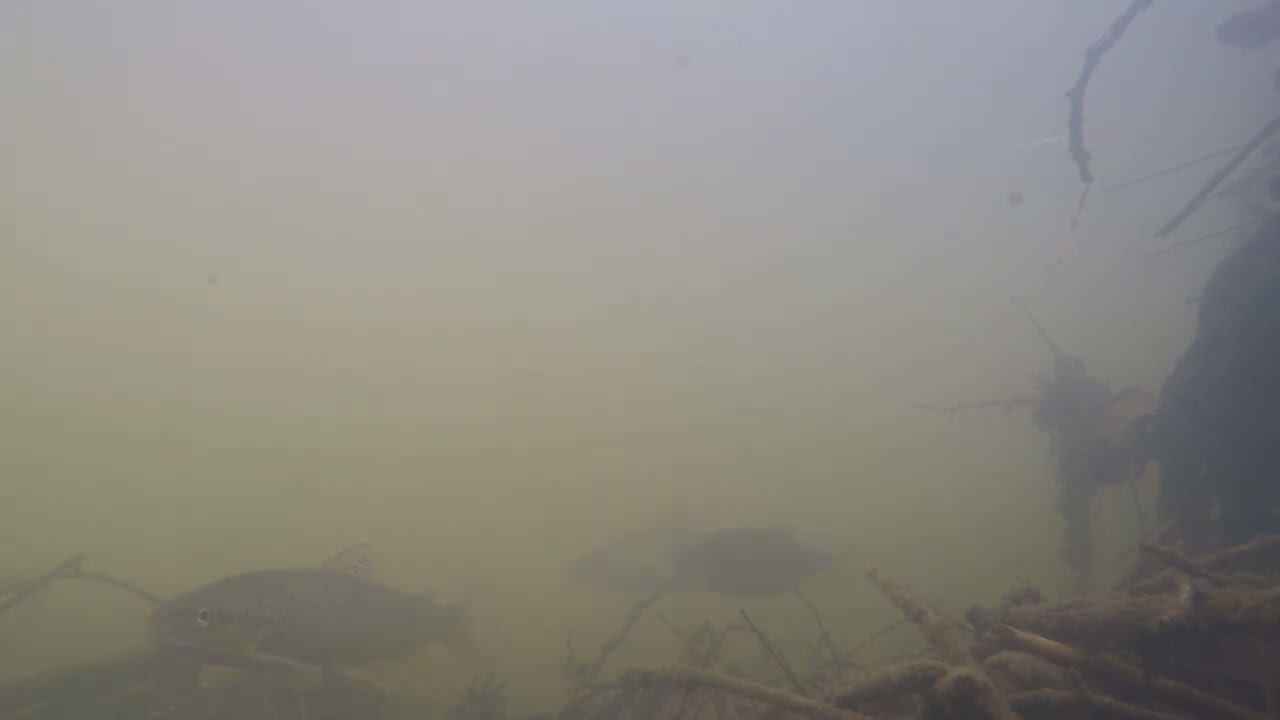 Fish in the river Hipper, outside Ravenside Retail Park, Chesterfield in the Don Catchment