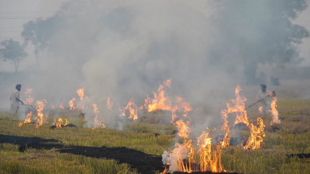 Punjab farmers fight the smog with eco friendly agriculture