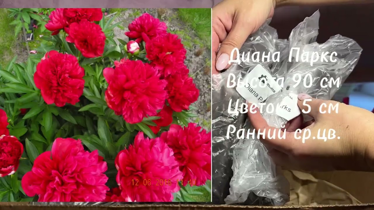 Распаковка посылки с пионами N4 от 30.10.24