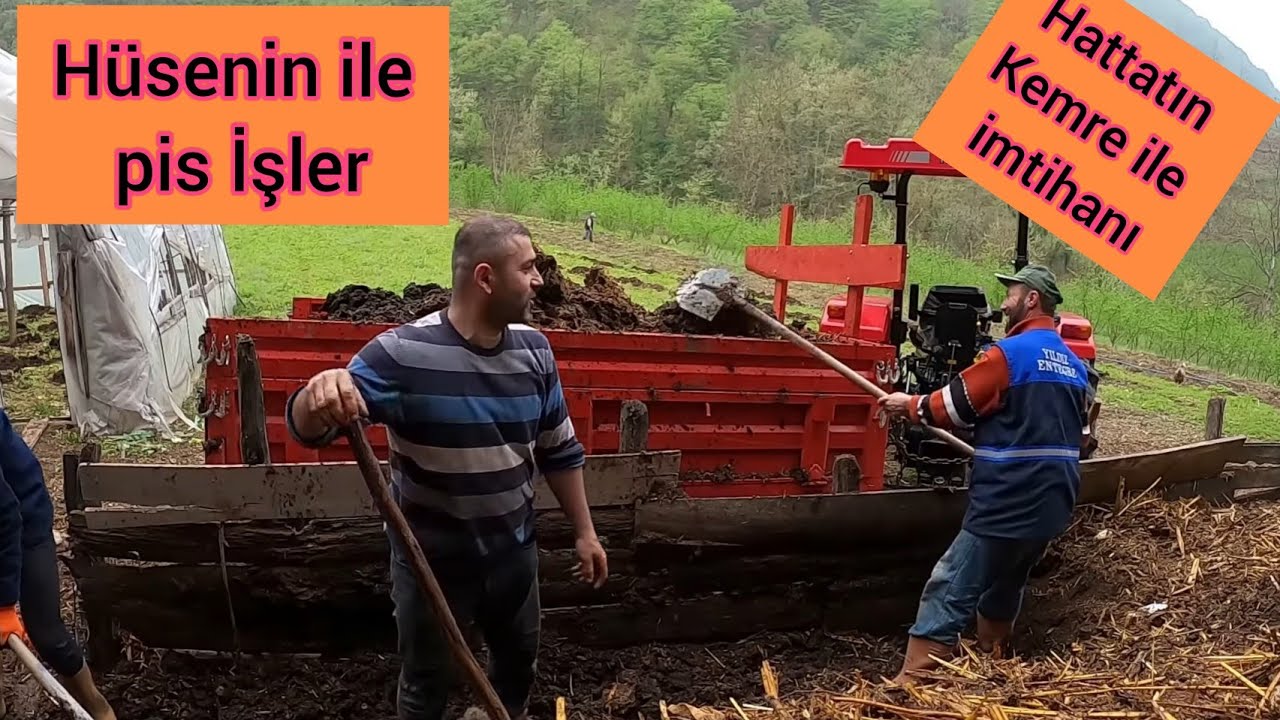 Hattat 240s 4x4 ile Hayvan gübresi (Kemre) çektik / Biz Köylüyüz Her işi Yaparız