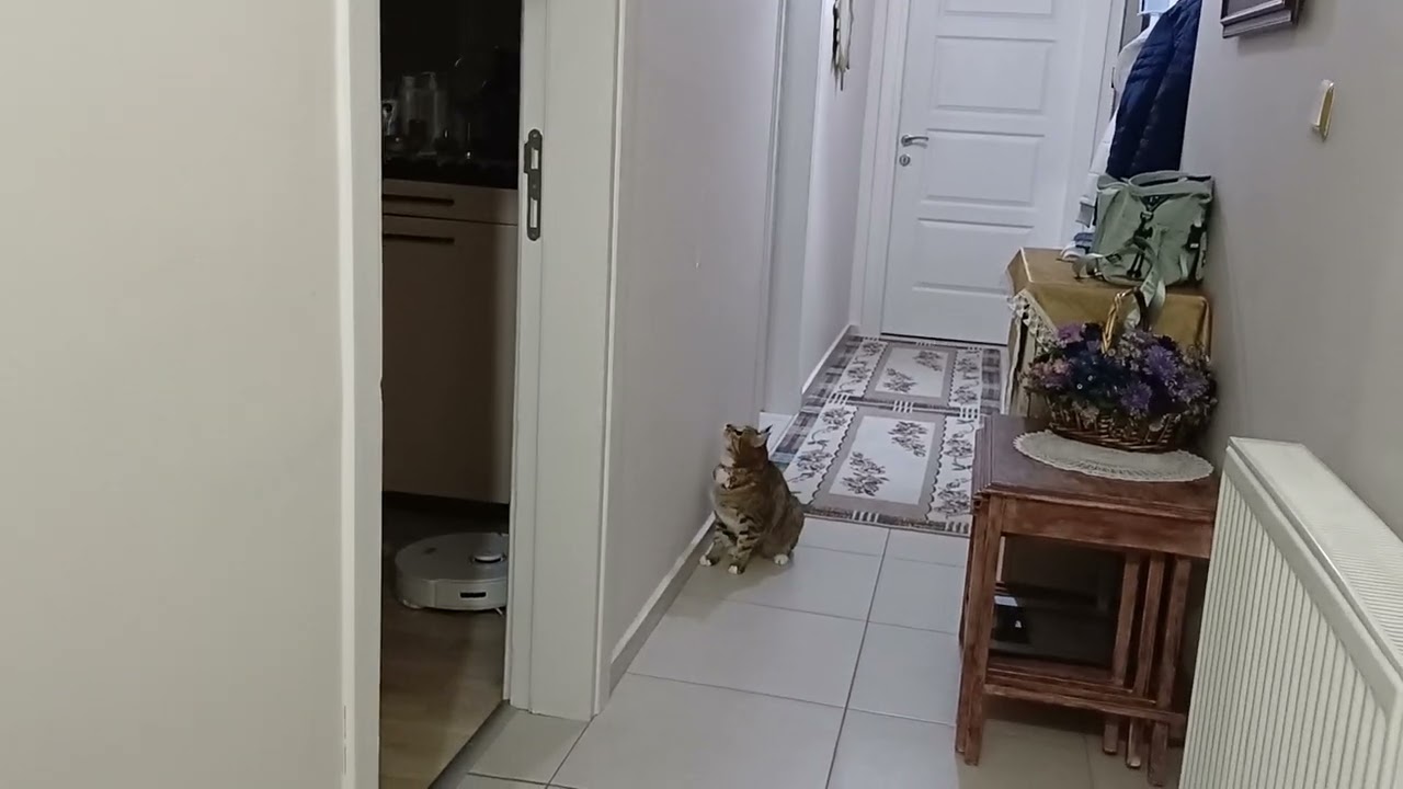 Akşam sporumuzu da yaptık#cat #catsvideo #kedivideoları 