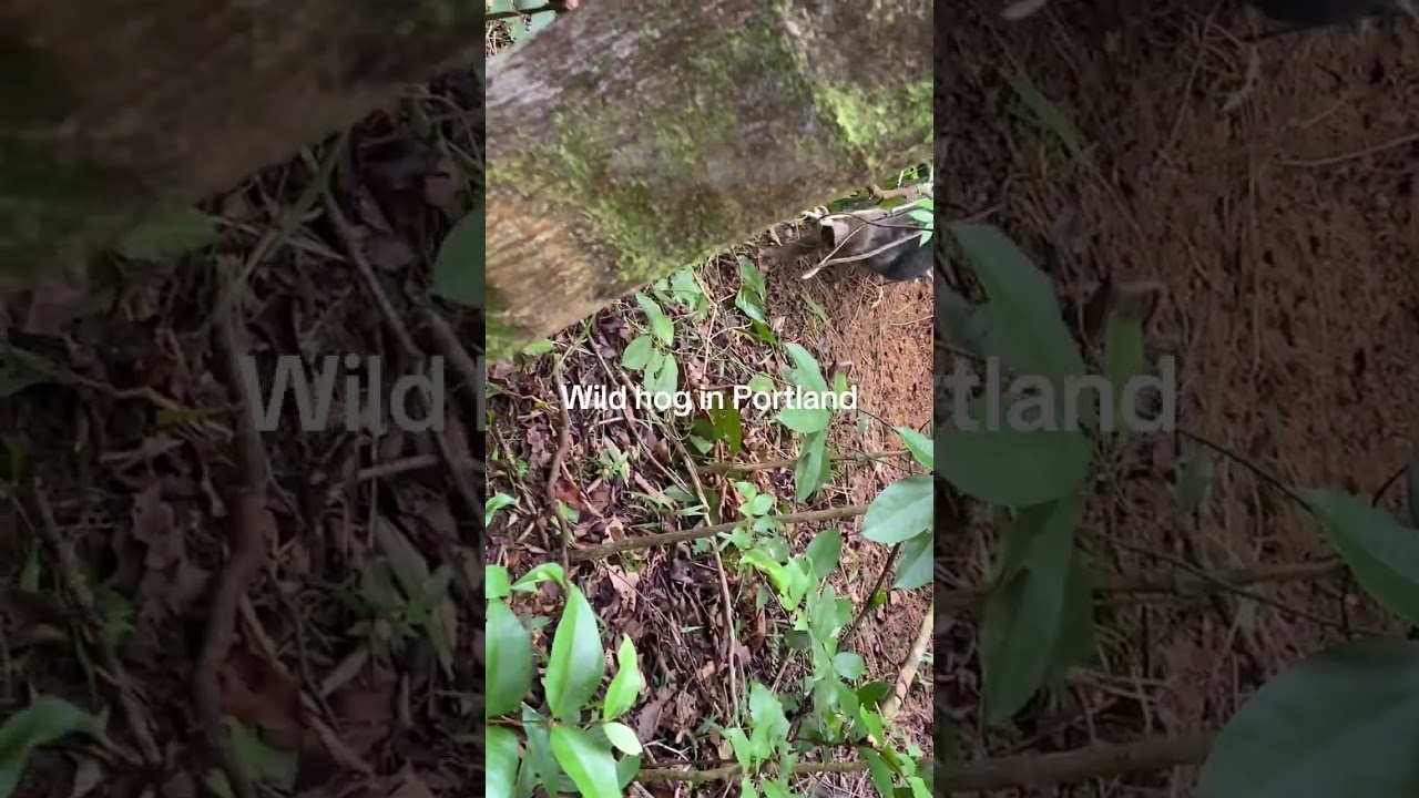 Wild hog hunting 