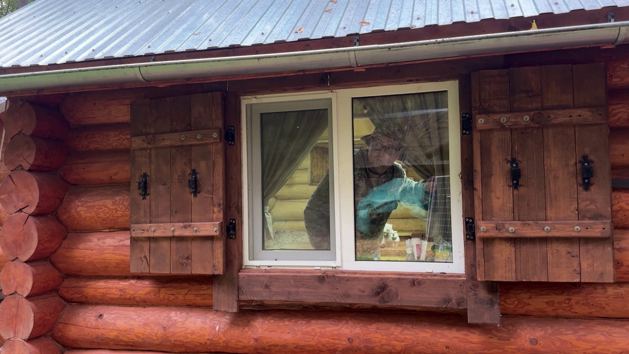 WHEN WILD ANIMALS ARE YOUR NEIGHBORS. Life in a BEAR-PROOF Cabin. Off-Grid