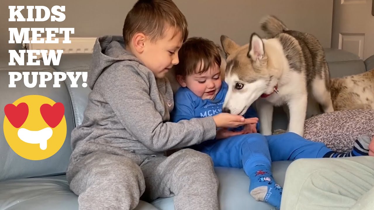 Surprising My Kids With A New Husky Puppy! [ITS NOT LOLA!]
