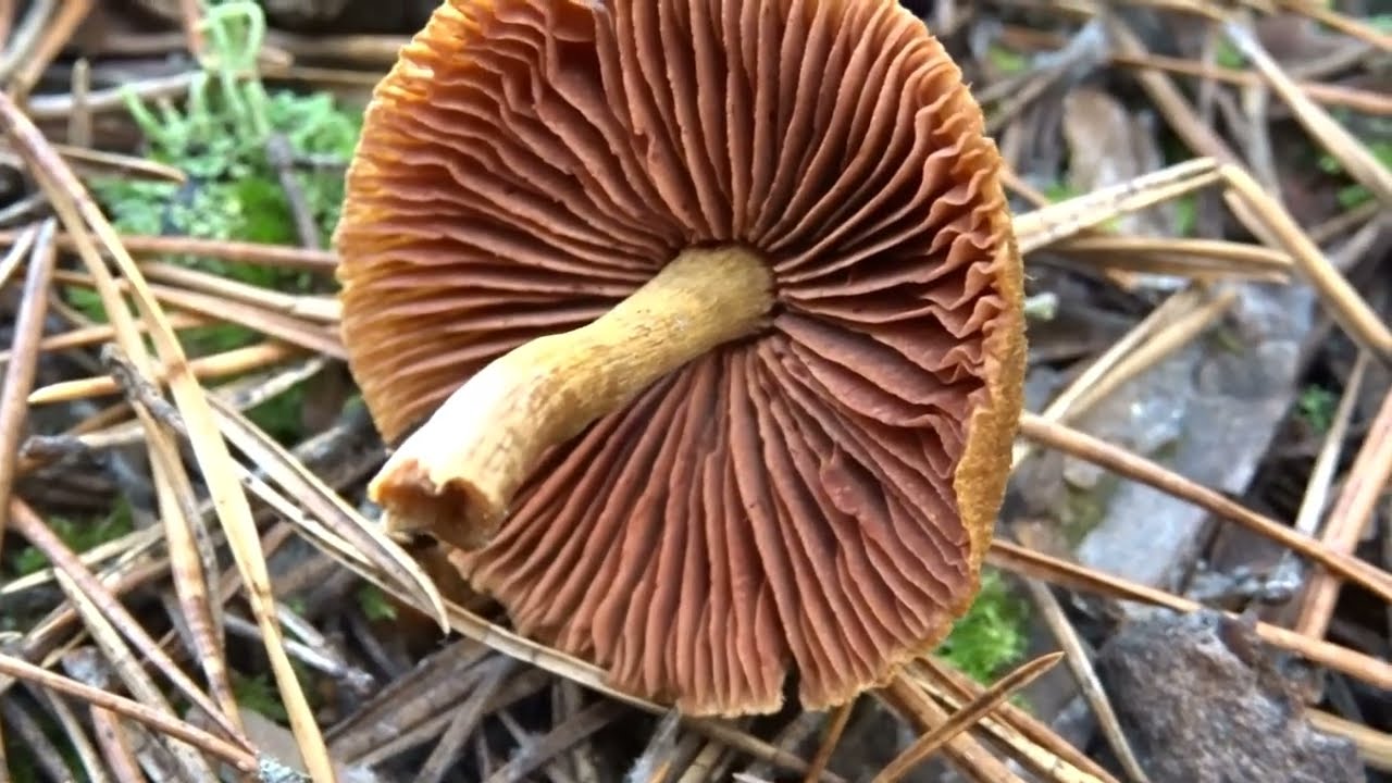 Zasłonak purpurowoblaszkowy (Cortinarius semisanguineus)
