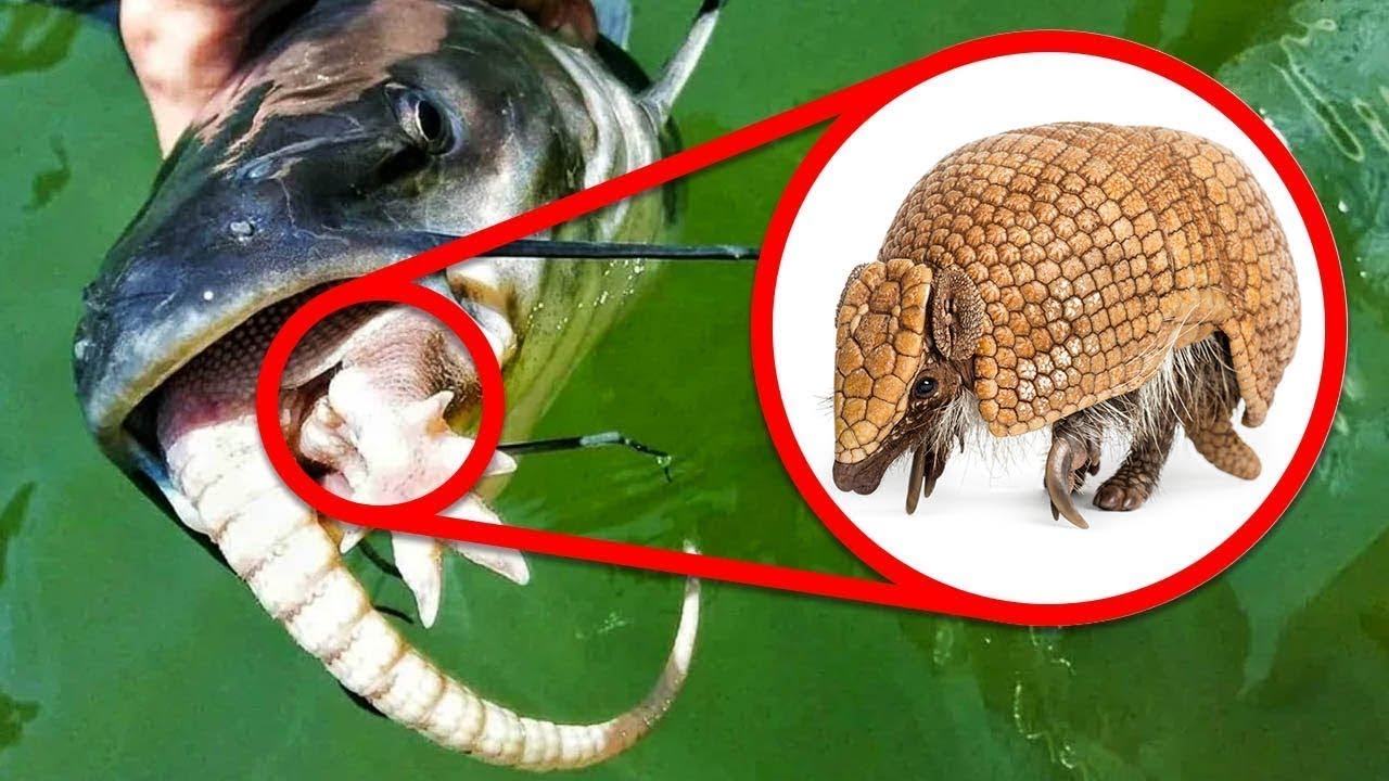 Strangest Animal Behavior Caught on Camera