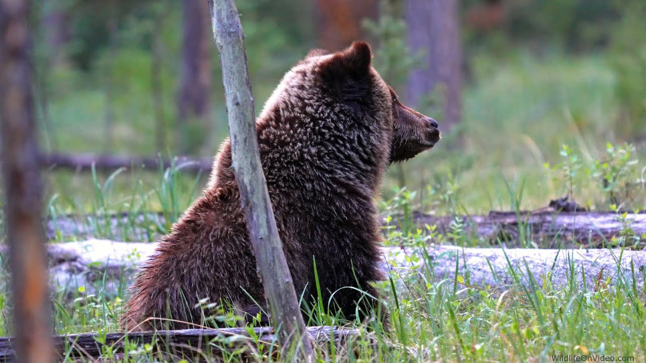 Grizzly Bear Cub Now Dealing with Life Alone