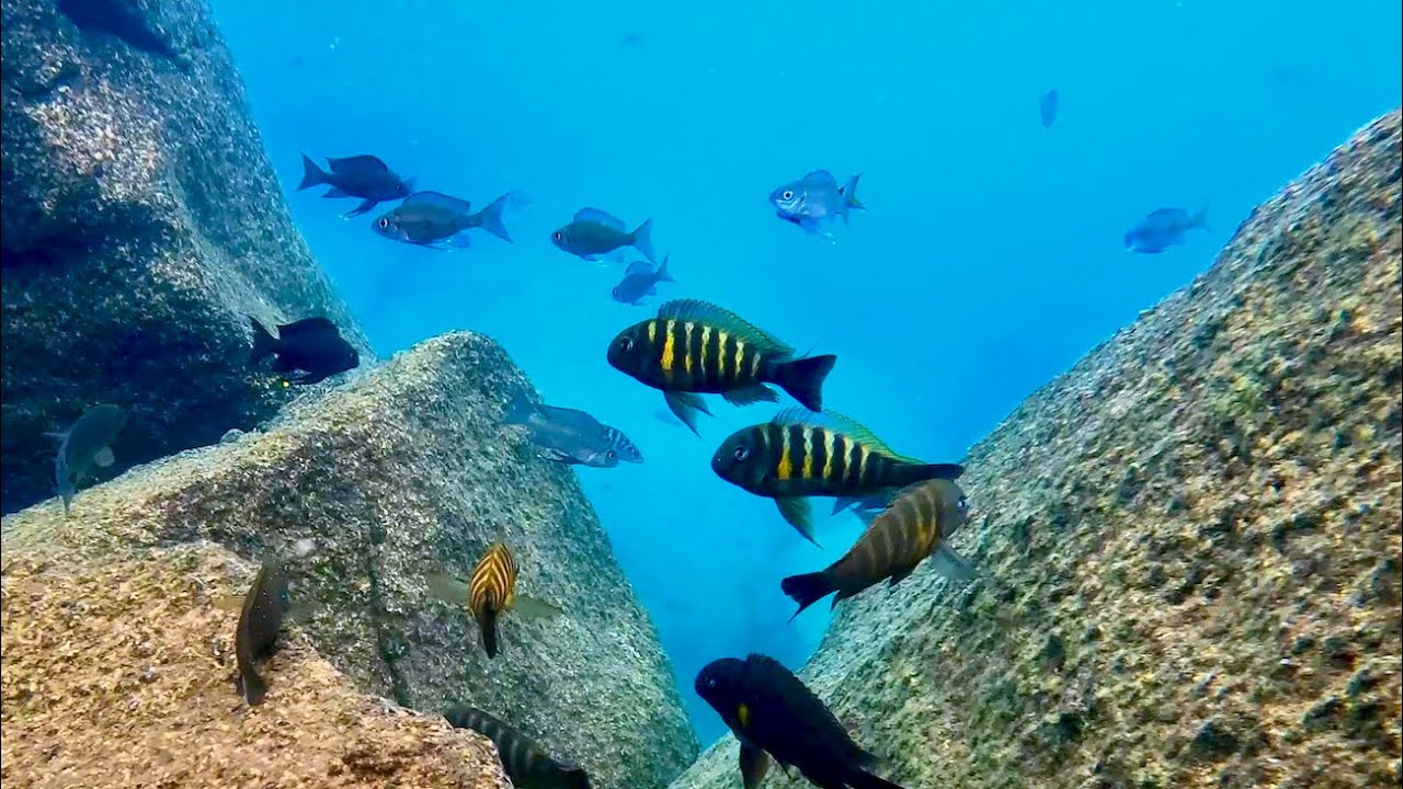 Swimming With Cichlids - Tropheus brichardi - Mvuna Island