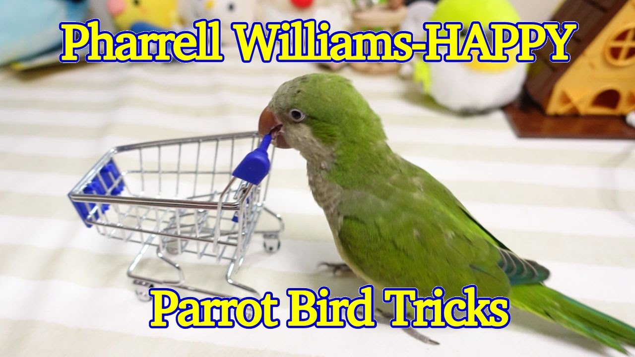 Pharrell Williams-HAPPY with Quaker Parrot's bird tricks(オキナインコ「ハロ」のインコ芸まとめ）