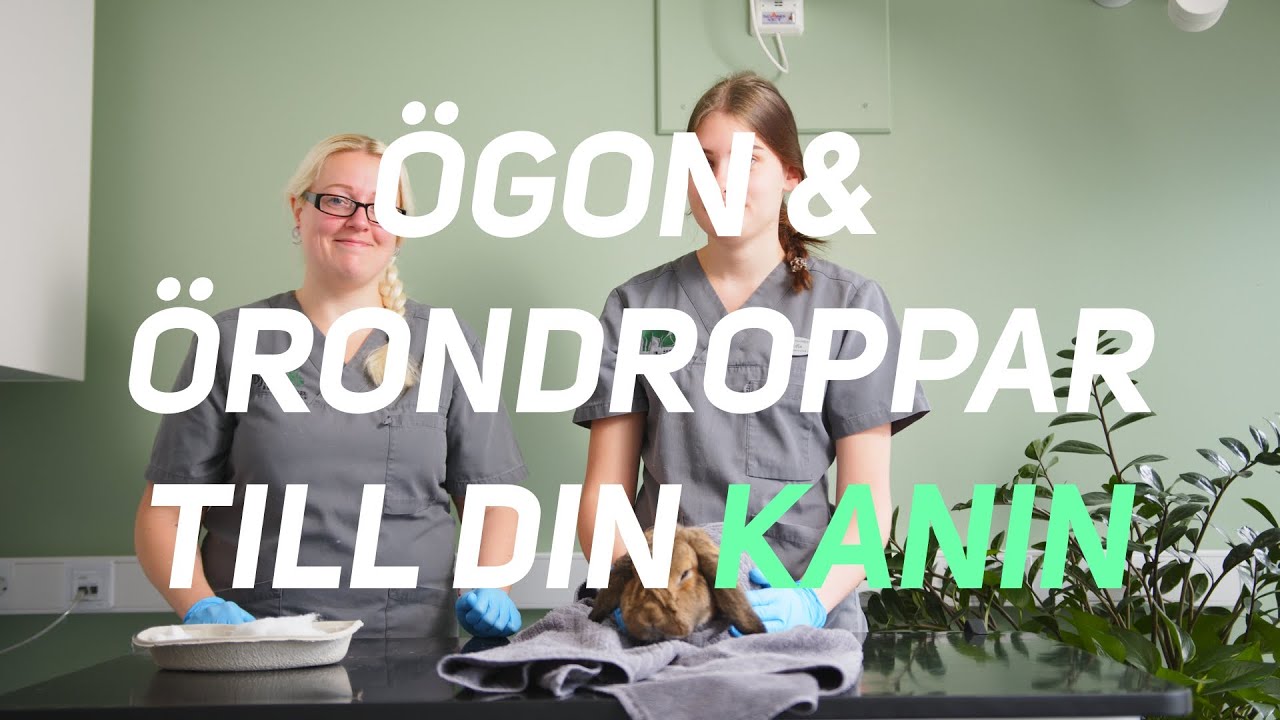 Örondroppar ögondroppar KANIN