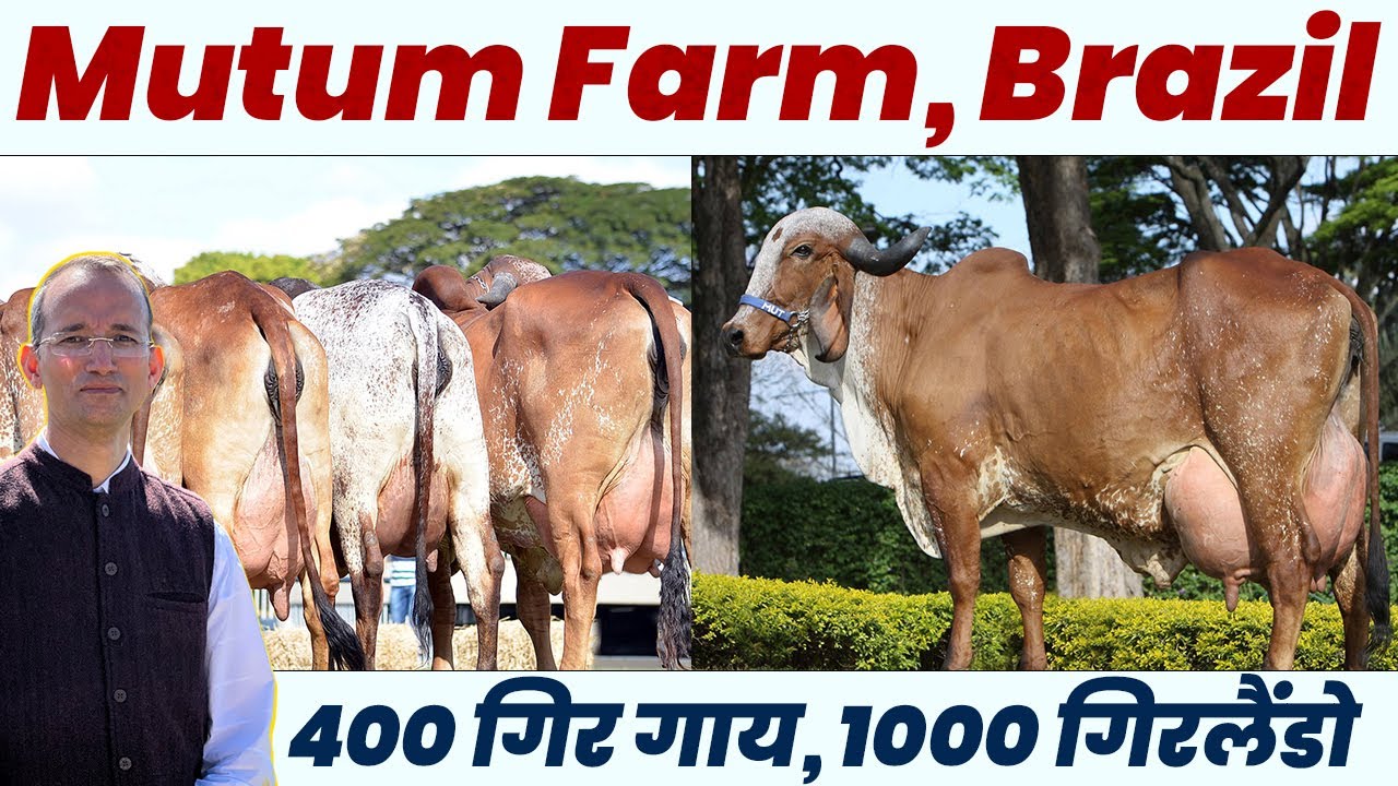 1000 गिरलैंडो, 400 गिर गाय 👌 Brazil का Mutum Farm का शेड, ग्रेज़िंग लैंड सब देखो । Mati India ।