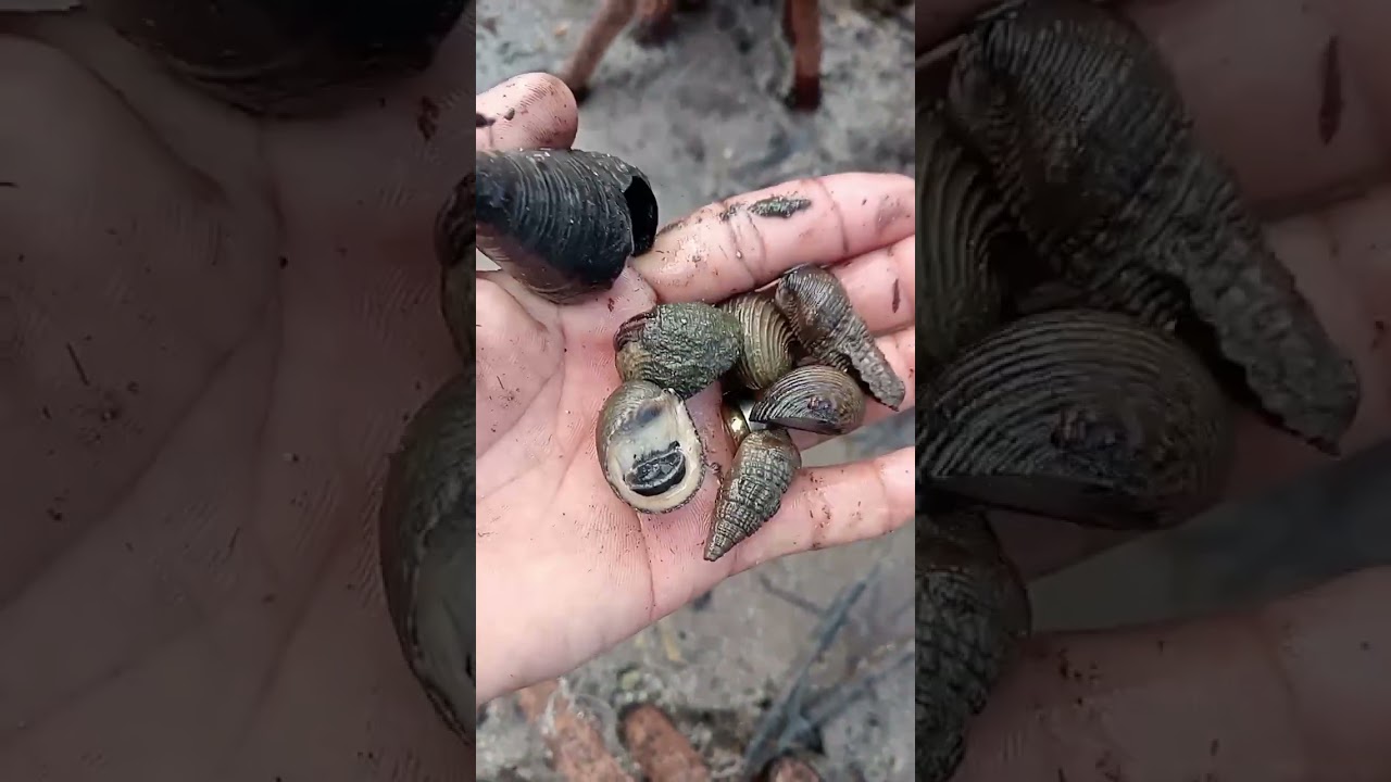 Another day Another Vlog na naman sa Pangunguha ng Seashells