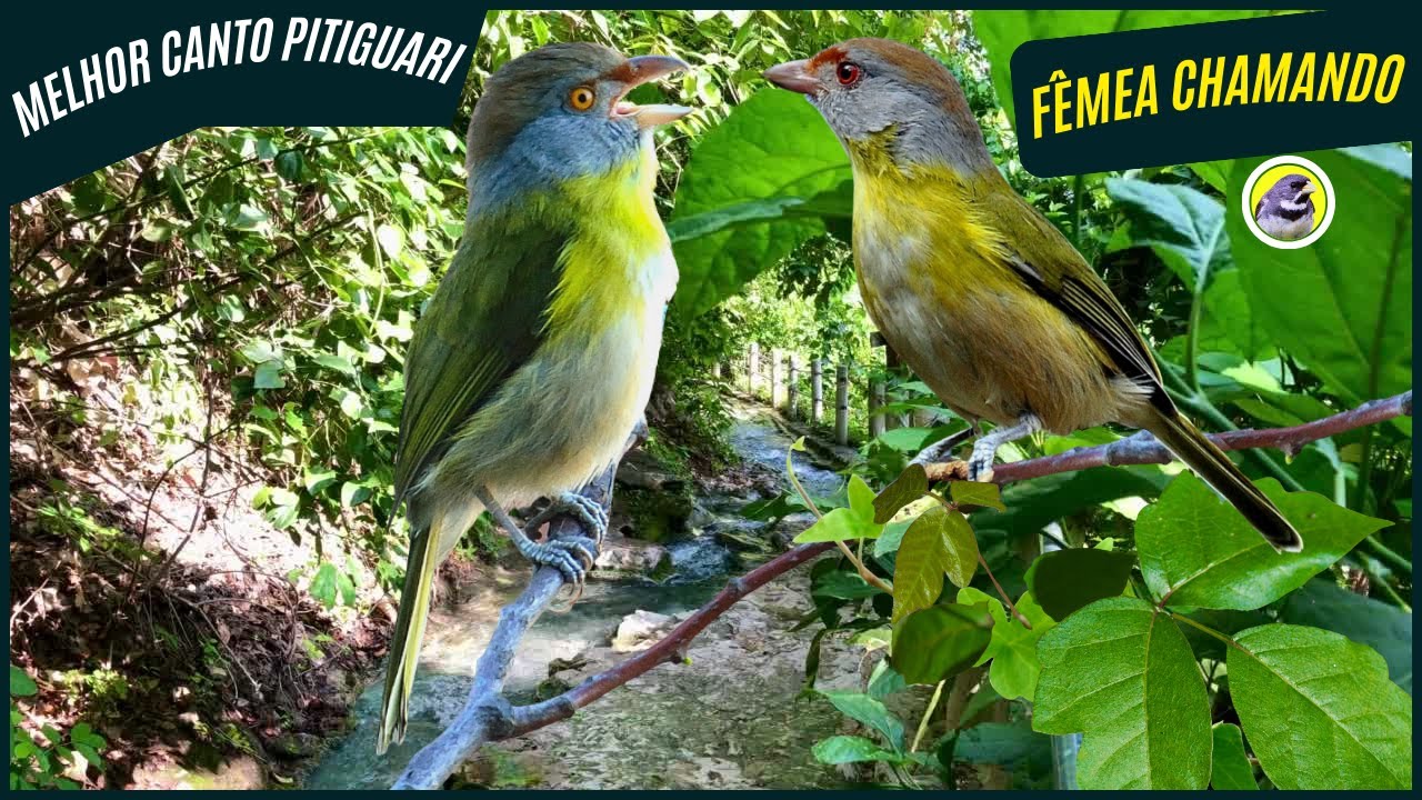 🐦 Meia Hora De Melhor Canto De Pitiguari Clássico Com Fêmea Chamando┃Sons Da Natureza 🎶