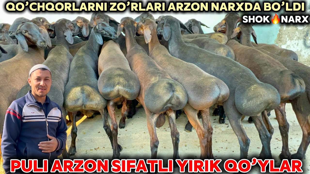 YIRIK PULI ARZON QO’CHQORLAR SHOSHILING SIFATLI KATTA QO’CHQORLAR KELDI SHOK😱NARX