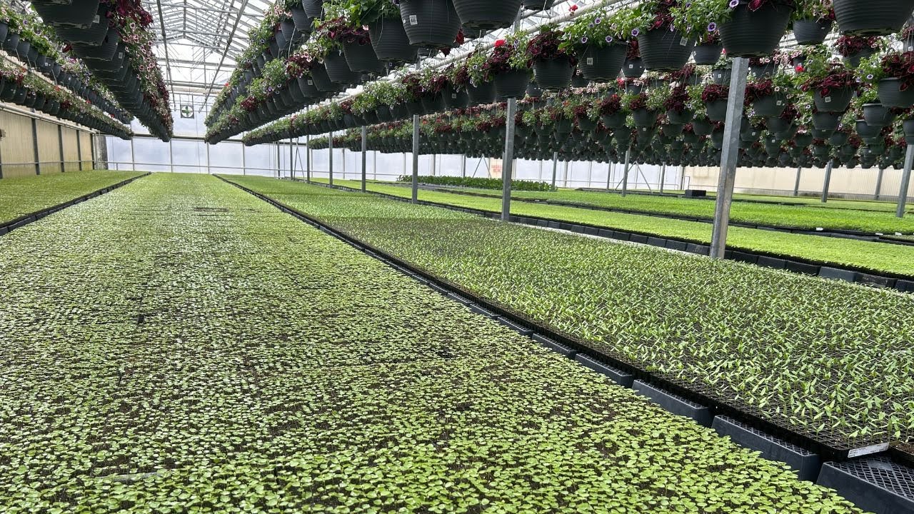 如何有效避免育苗徒长【植物养护知识】011