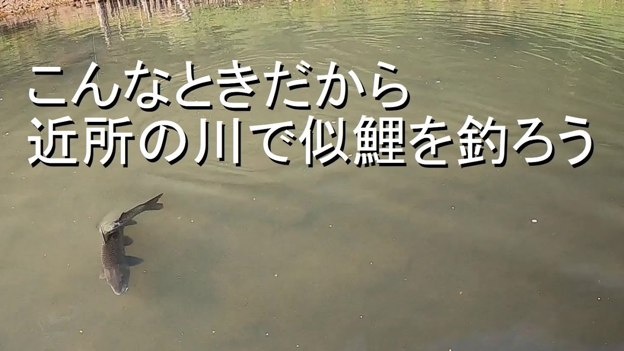 こんなときだから近所の川で似鯉を釣ろう