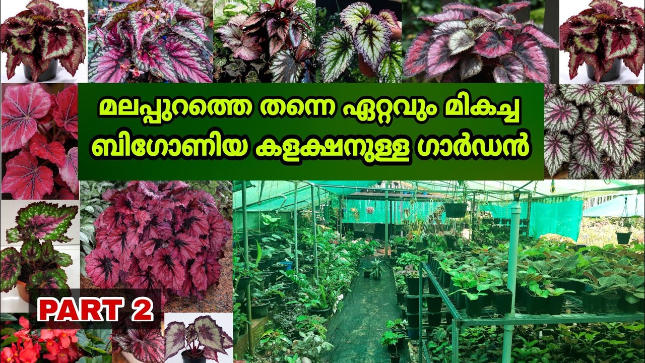 മലപ്പുറത്തെ 100-ൽ അധികം വരുന്ന ബിഗോണിയ കളക്ഷൻ || Begonia Plant Malayalam || Farm Stories || Part 2