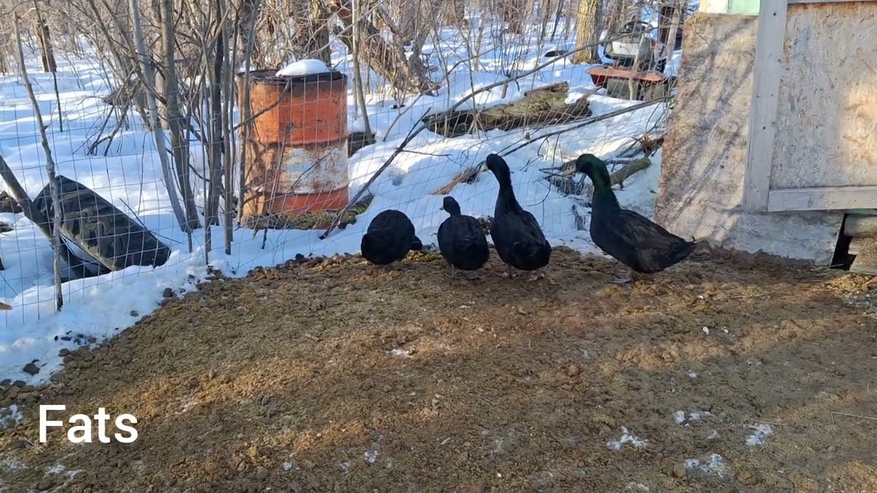 Understanding the Duck Diet - Duck Nutritional Requirements