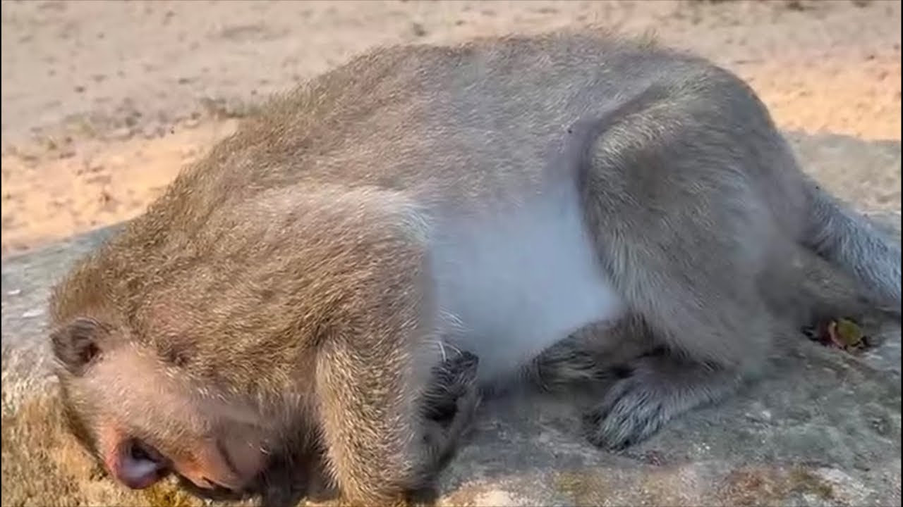 Latest news! About monkey Juliana been poisoned
