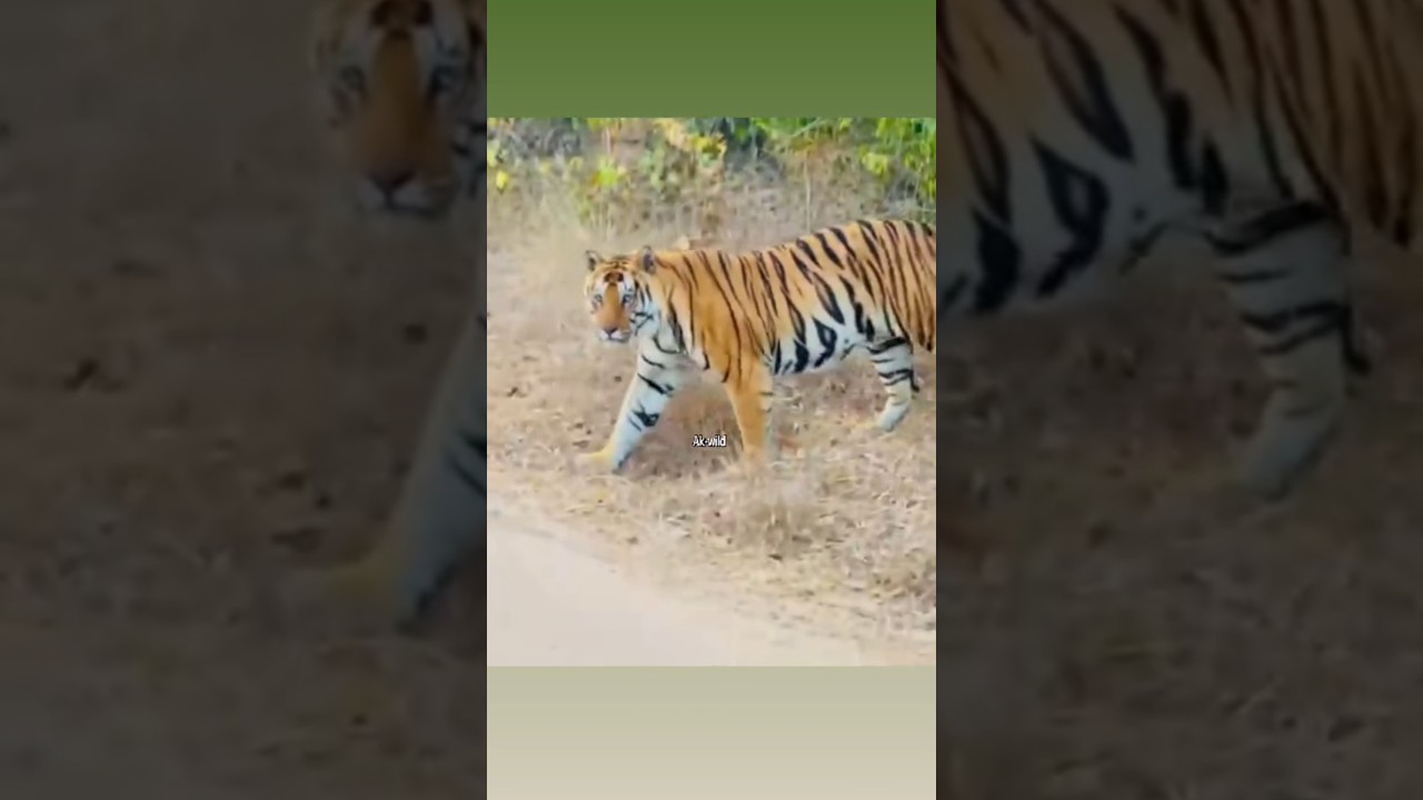 Bajrang male Tiger ll biggest of Bandhavgarh national park 🏞️#bandhavgarh