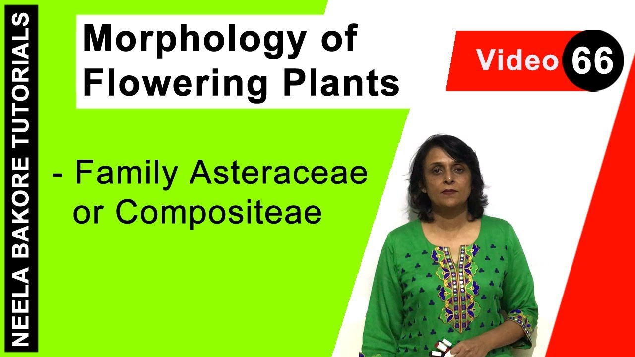 Morphology of Flowering Plants | NEET | Family Asteraceae or Compositeae  | Neela Bakore Tutorials