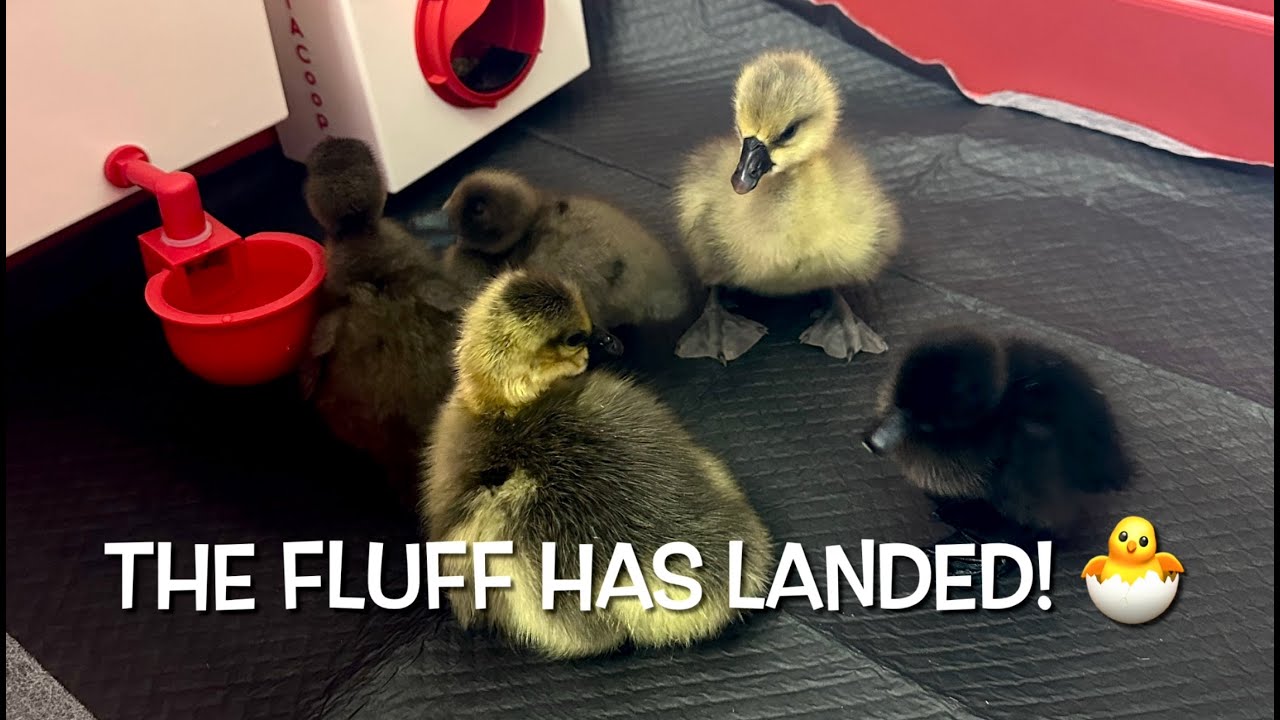 The Fluff Has Landed! 🐥 Picking Up My Ducklings & Goslings