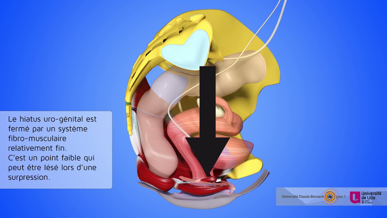 Rôles des muscles et des fascias du plancher/diaphragme pelvien et du périnée lors d'une surpression