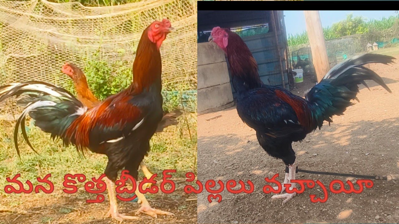 100 చేరువలో ఉన్నాము పచ్చకాకి పిల్లలు కూడా వచ్చాయీ //BR farm's //telangana //khammam //khammam local