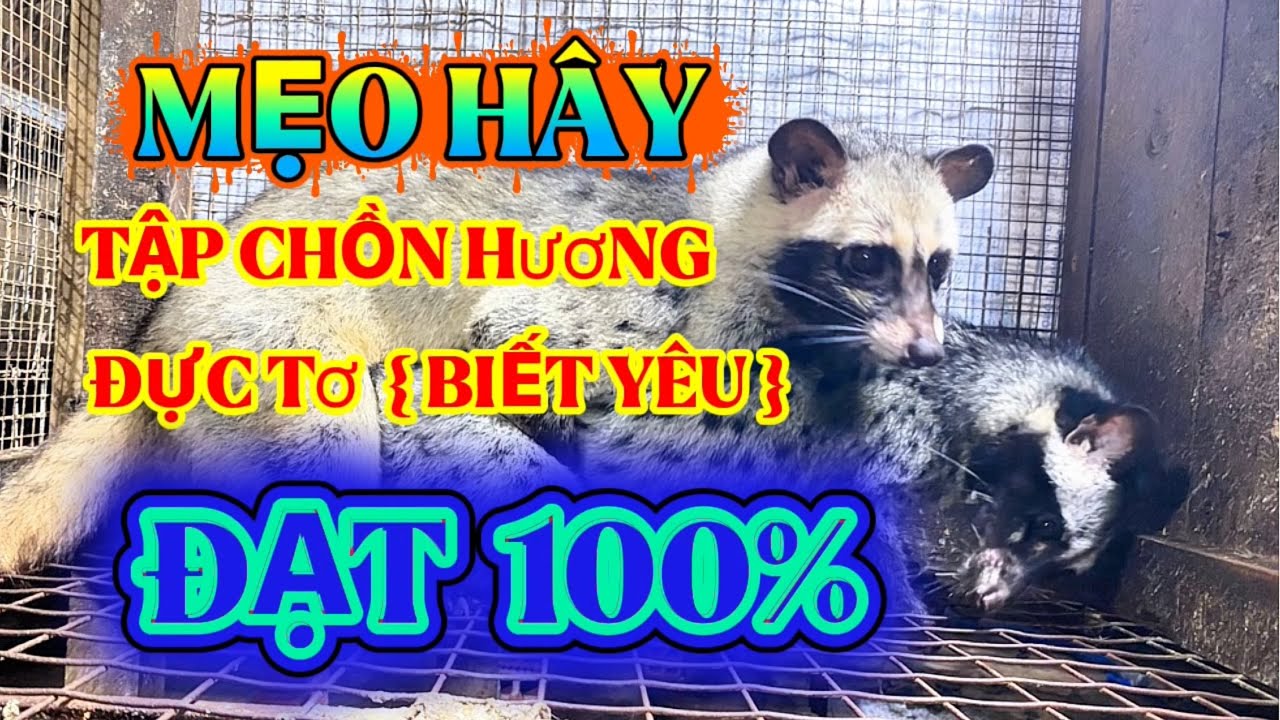 Bí quyết cho chồn hương đực tơ phối giống lần đầu tiên đạt 100%@Giongchonhuong #cayvoihuong