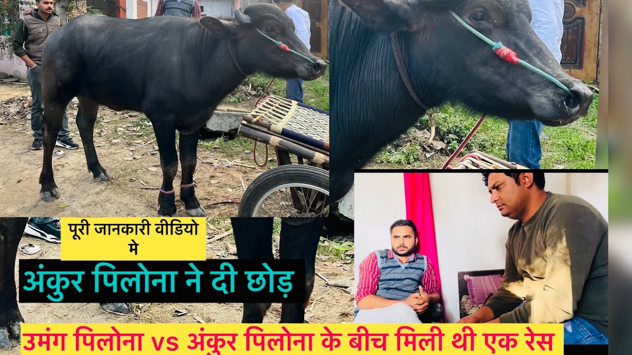 उमंग पिलोना को मिली इस रेस मे जीत 🏆 पट्टी पर घुमाया कटड़ा 