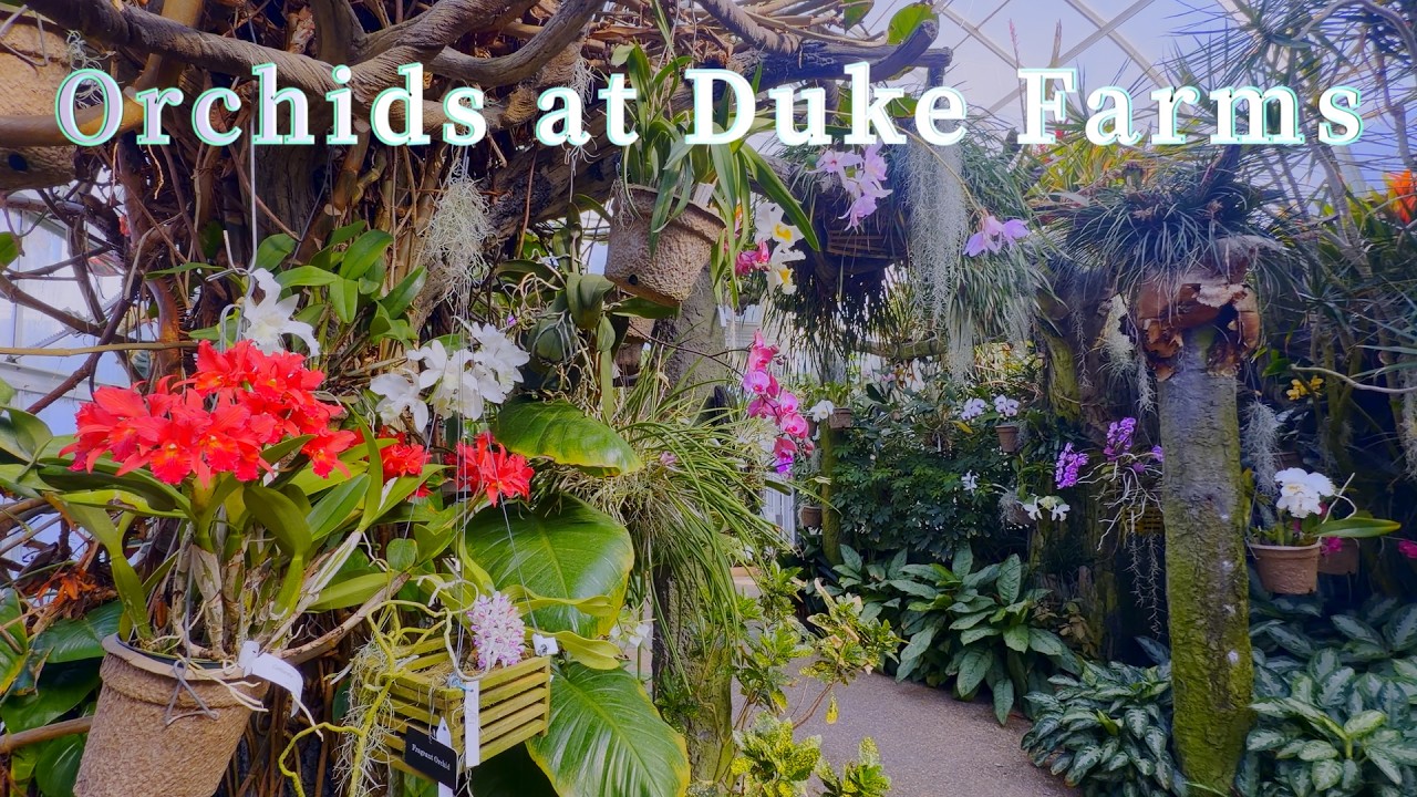 Orchids in full bloom at Duke Farms in March